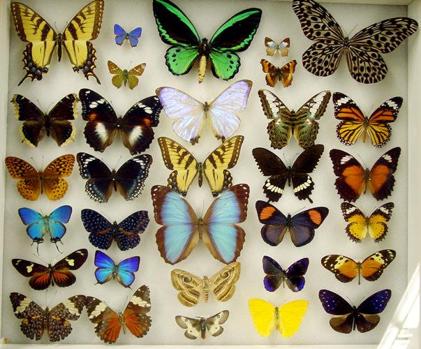 Entomology tours - Lepidoptera case