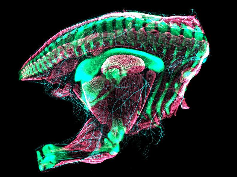 Embryonic quail hindquarters;  (Credit: Christopher T. Griffin and Bhart-Anjan S. Bhullar)